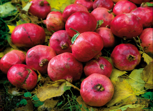 Granatäpfel auf Wiese