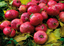 Granatäpfel auf Wiese